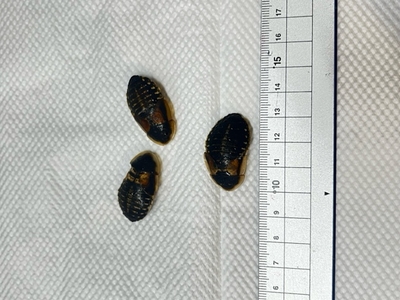 冷凍デュビア成虫サイズ150g（約100匹） | Triton